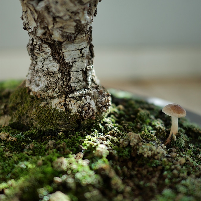 photo d'un petit champignon au pied d'un bonsaï chêne avec une belle lumière, Contact cours sculpture.ch